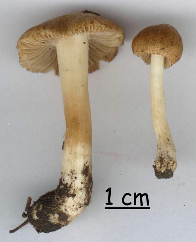 Inocybe hirtella